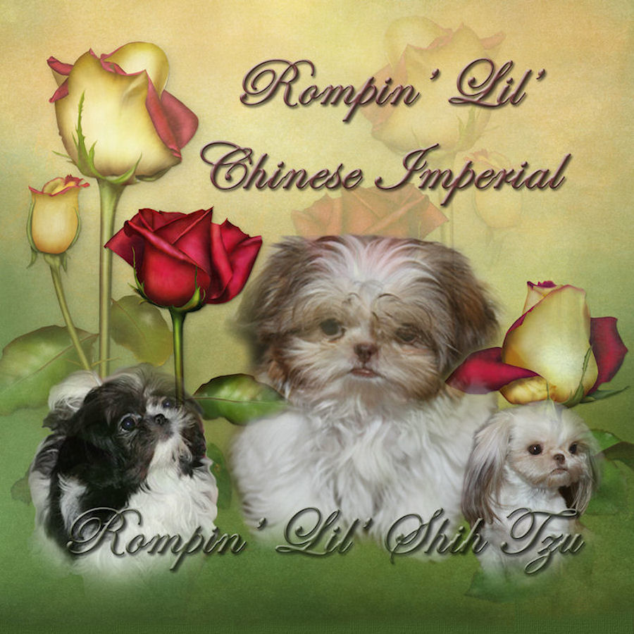 Rompin' Lil' Shih Tzu - Chinese Imperial